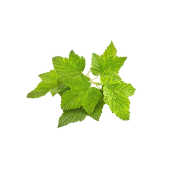 Currant leaves