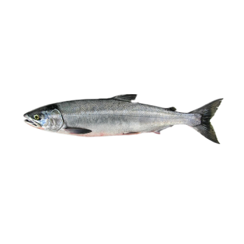Chum salmon