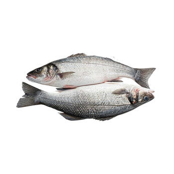 Sea bass