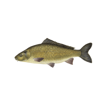 Karpiai