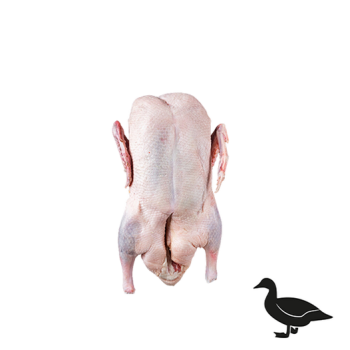 Muscovy duck