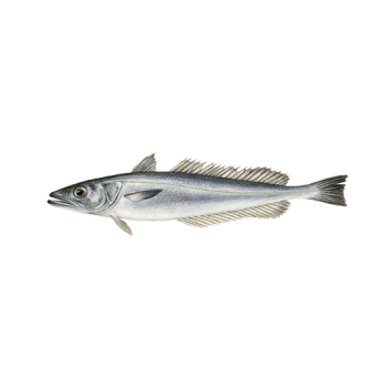 Hake