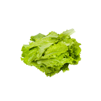 Lettuce