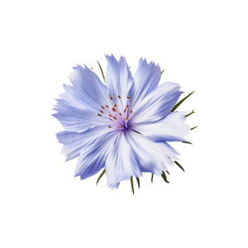 Chicory