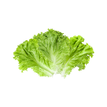 Lettuce leaves