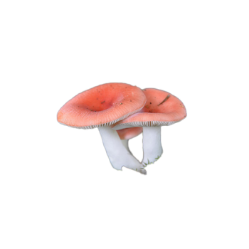 Russula