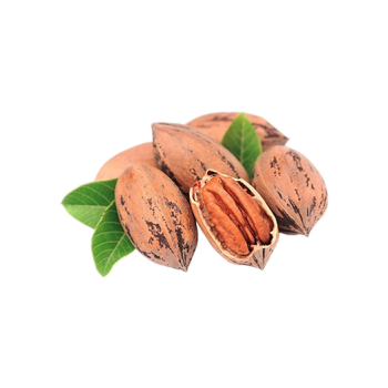Pecan
