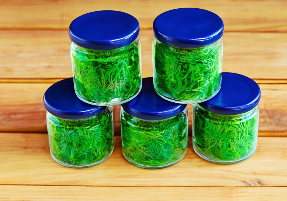 Fresh Dill for Winter in Jars