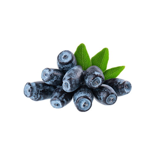 Honeysuckle