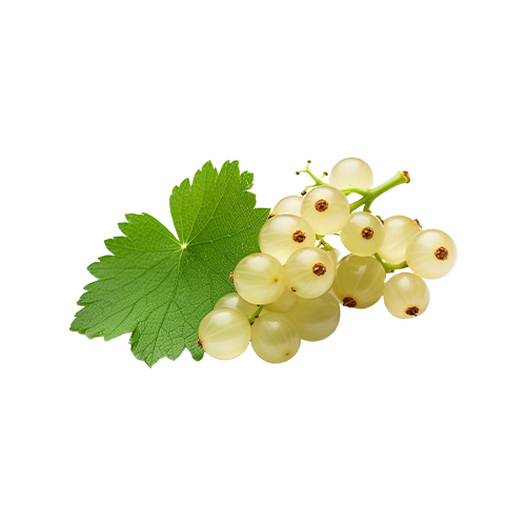 White currant