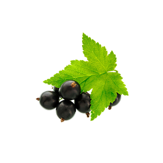 Currant