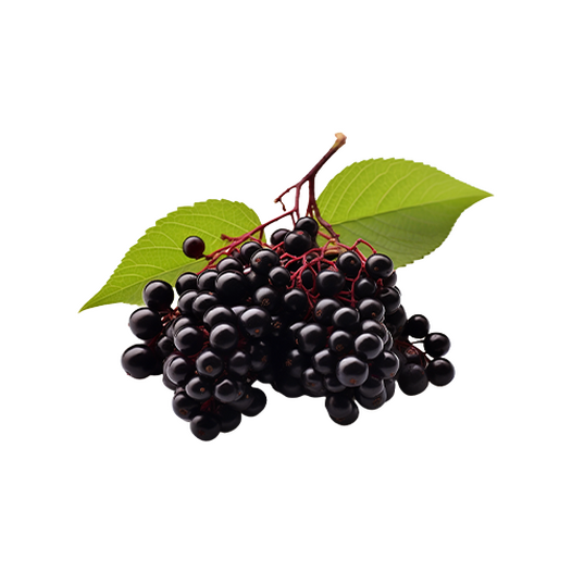 Elderberry