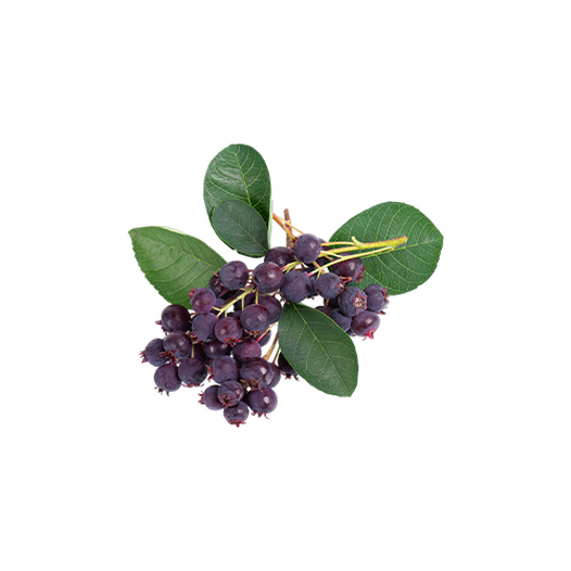 Juneberry