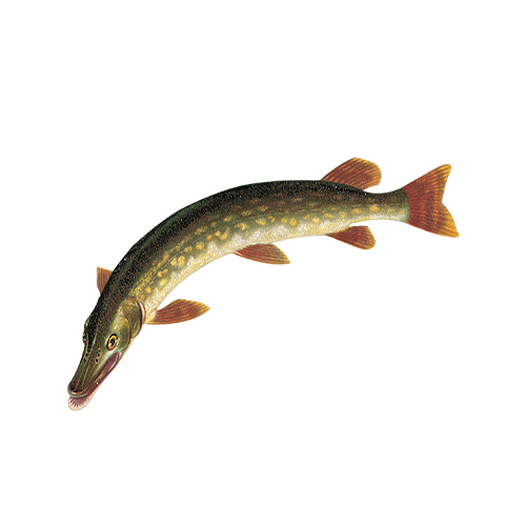 Pike