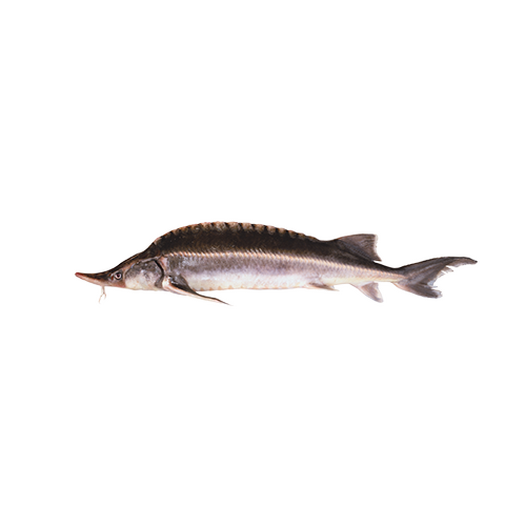 Sturgeon