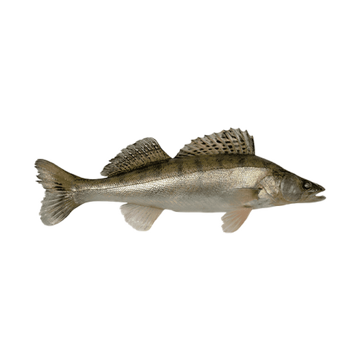 Zander