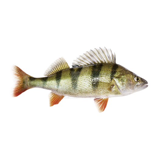 Perch