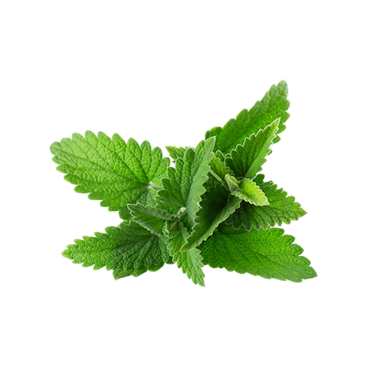 Lemon balm