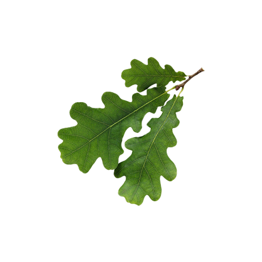 Oak leaves