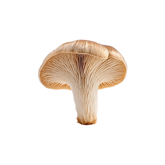 Woolly Milkcap