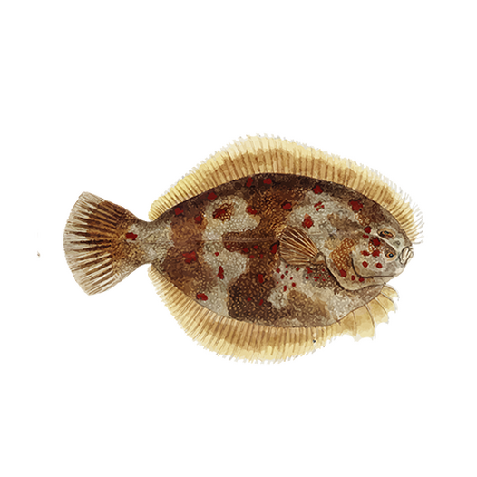 Flounder