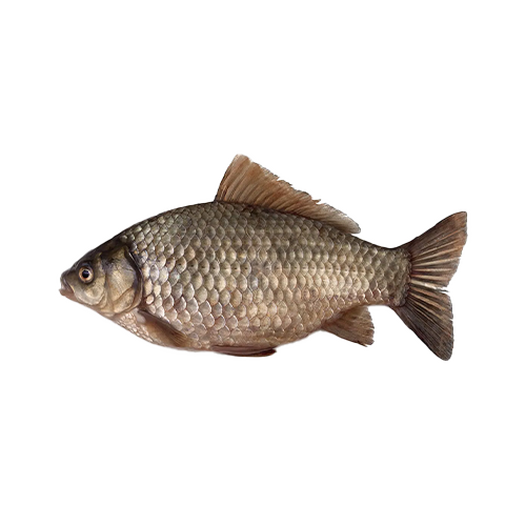 Crucian carp