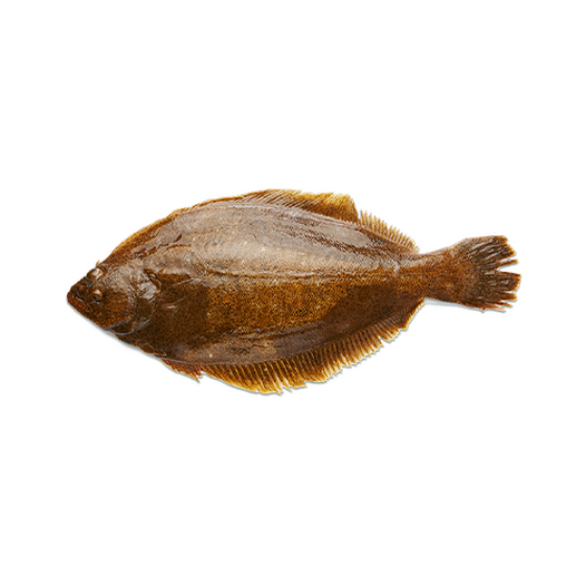 Sole