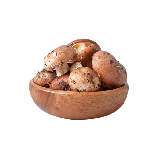 Suillus mushroom