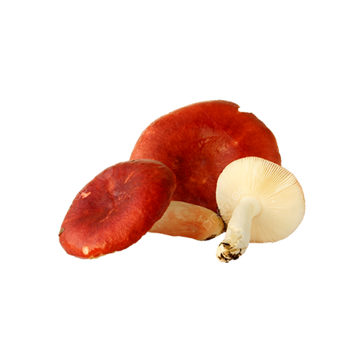 Russula mushroom
