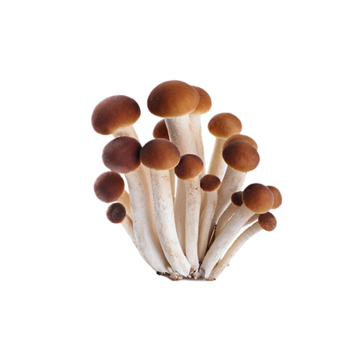 Honey fungus