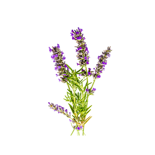 Hyssop