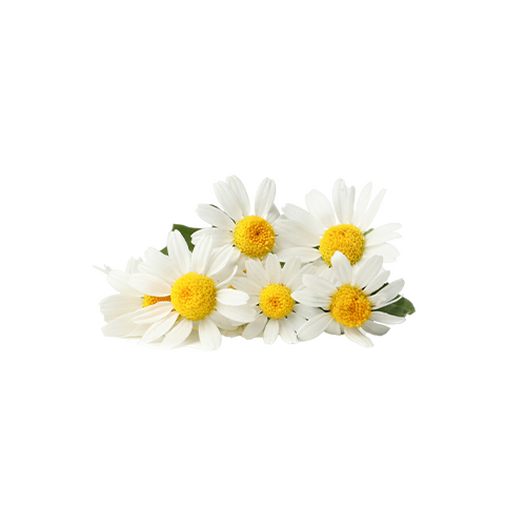 Chamomile flowers