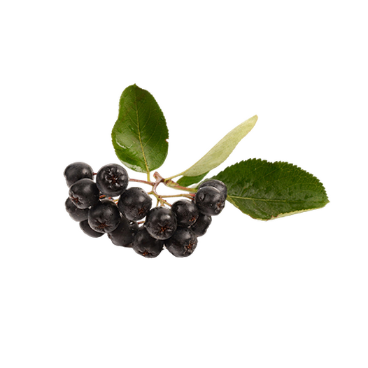 Aronia