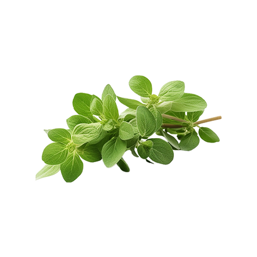 Oregano