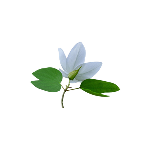 Leaves, flowers, roots, bark