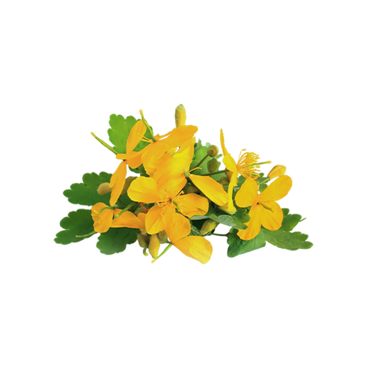 Celandine