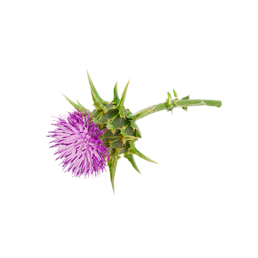 Milk thistle