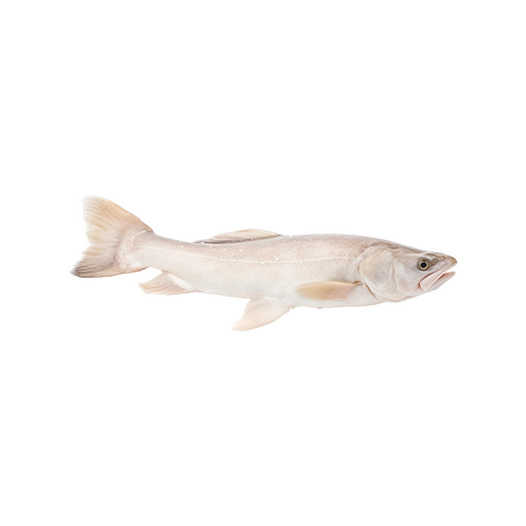 Haddock