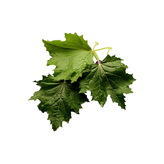 Grape leaves