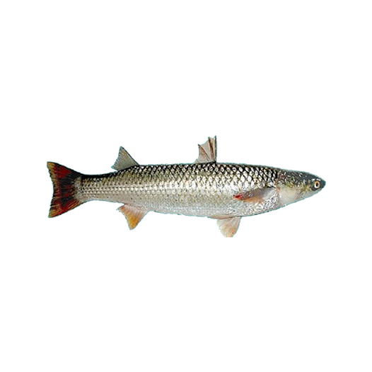 So-iuy mullet