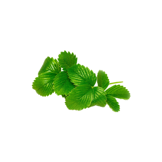 Strawberry leaves