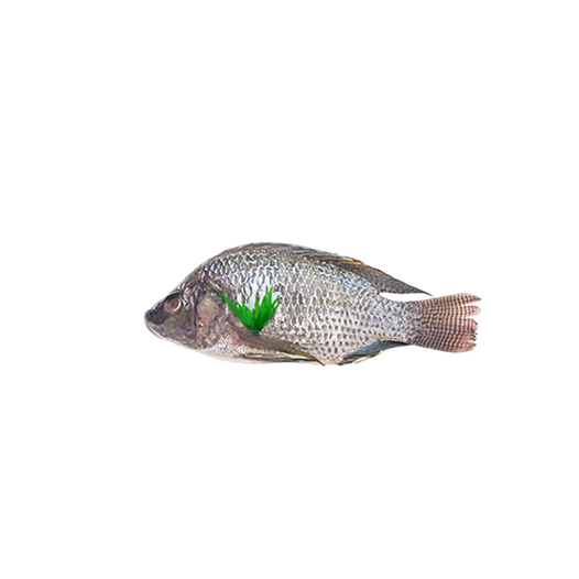 Tilapia