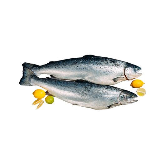 Fresh salmon