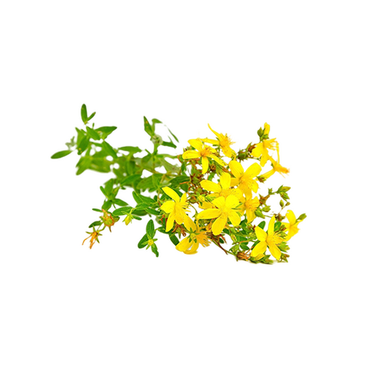 St. John's wort