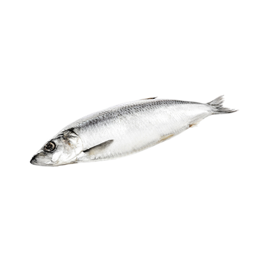 Fresh herring