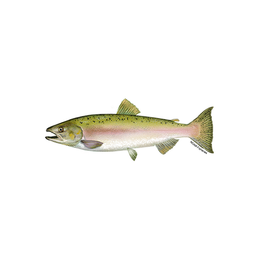 Fresh pink salmon