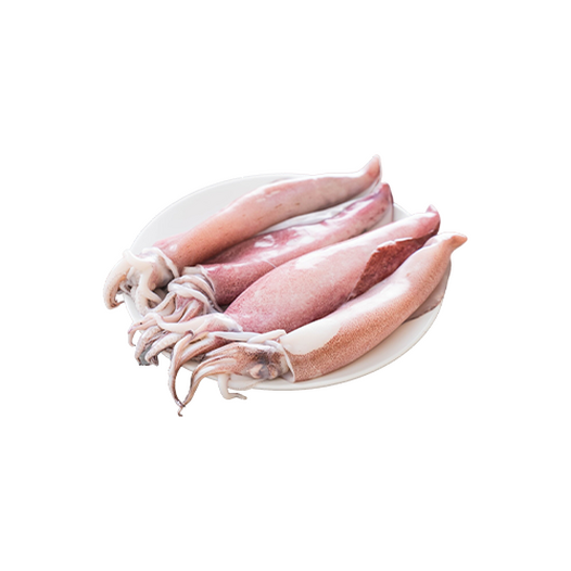 Fresh squid