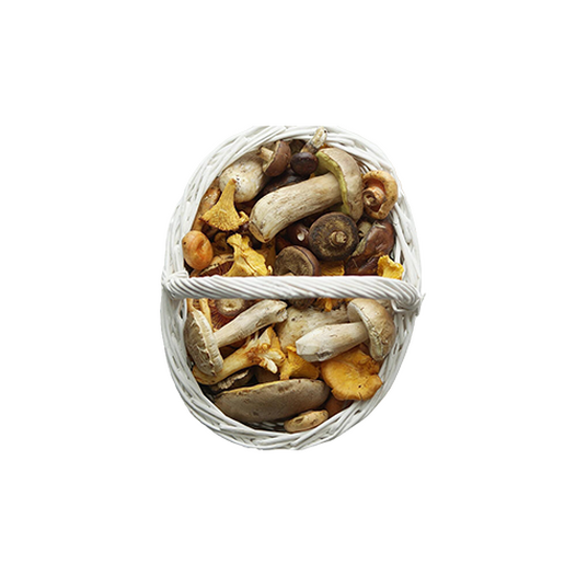 Forest mushrooms