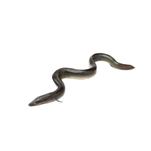 Fresh eel