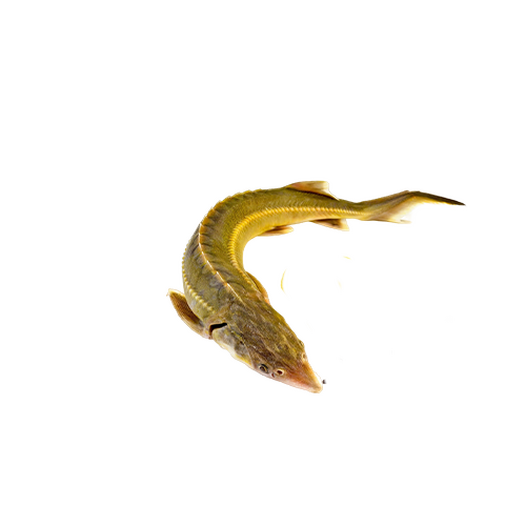 Dried beluga